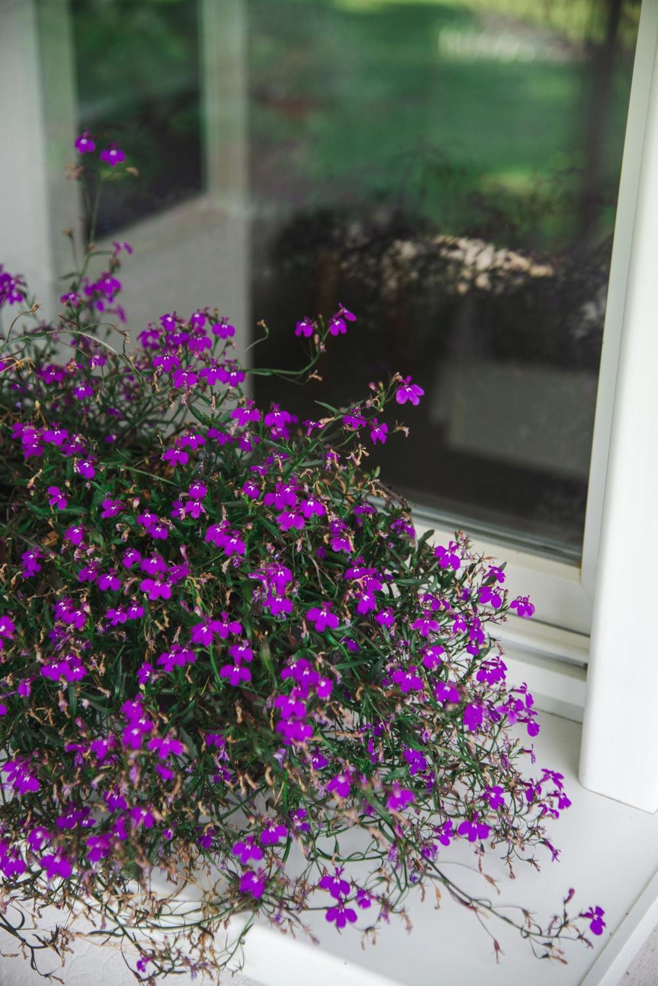 Apartmani Maslacak Vrdnik Luaran gambar
